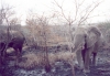 kapama-elephant01_r.jpg