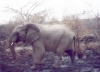 kapama-elephant02_r.jpg