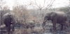 kapama-elephant03_r.jpg