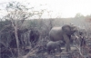 kapama-elephant05_r.jpg