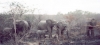 kapama-elephant06_r.jpg