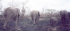 kapama-elephant08_r.jpg