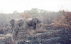 kapama-elephant10_r.jpg