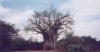 kruger2-baobab01_r.jpg