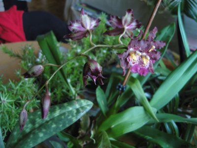 Orchidée hybride