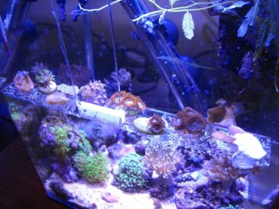 Support pour boutures coraux
