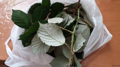 Mulberry_leaves_01