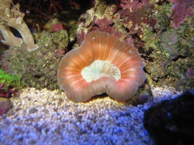 Trachyphyllia rouge
